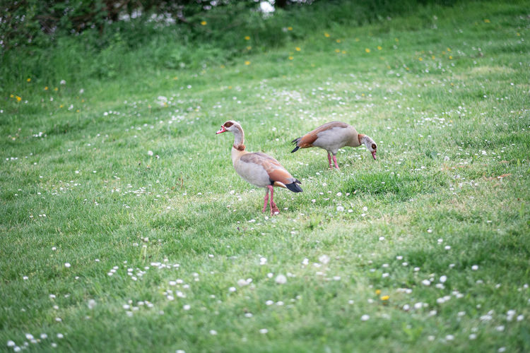 Side view of birds on grass