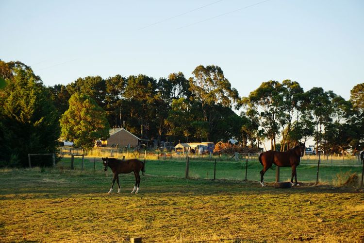 Horses grazing in field against sky