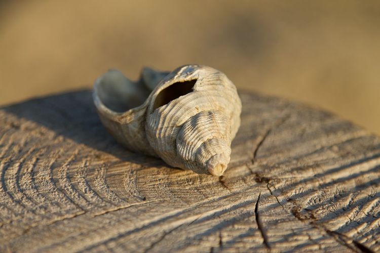 Close-up of seashell on wood
