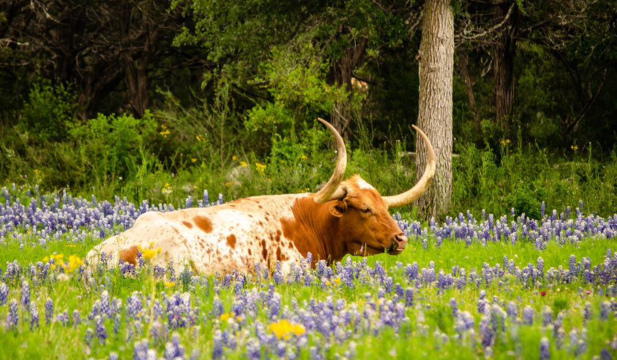 Longhorn cow resting in wildflowers