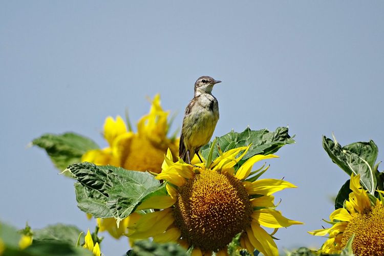 Low angle view of bird perching on sunflower against sky