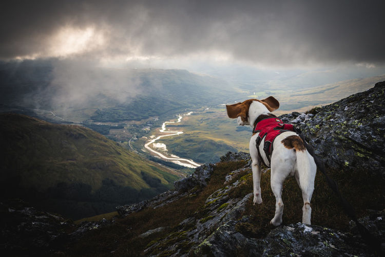 Dog on mountain against sky