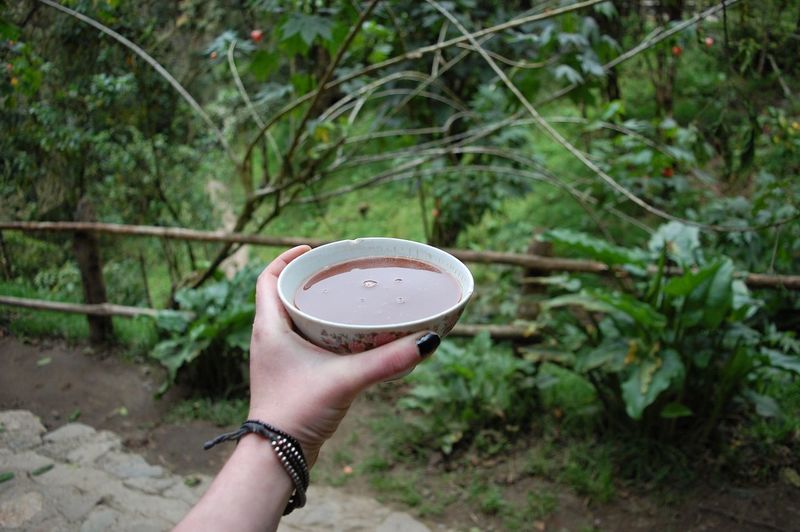 Close-up of hand holding cup of hot chocolate in jungle