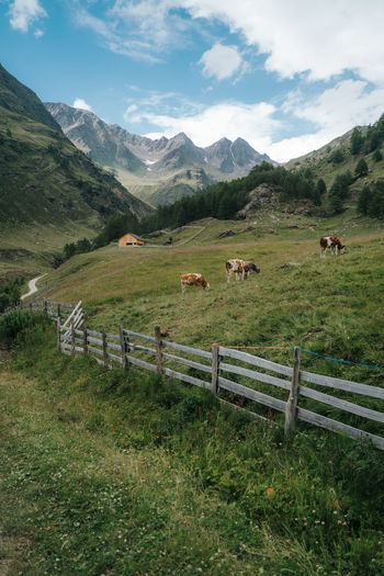 Herd of cows on farmland surrounded by the dolomite mountains
