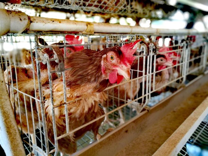 Close-up of hens in cage