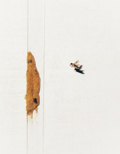 Close-up of insect flying by wall
