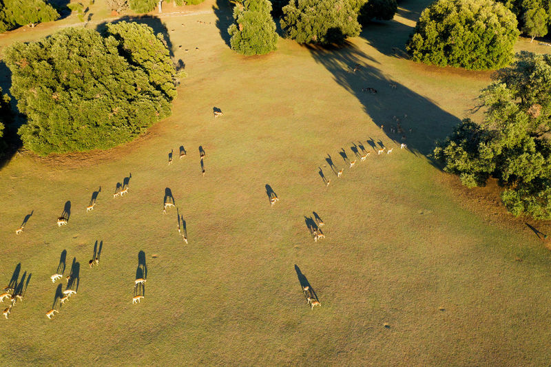 Aerial view of the deer on the grassland with the long shadow, brijuni national park, croatia
