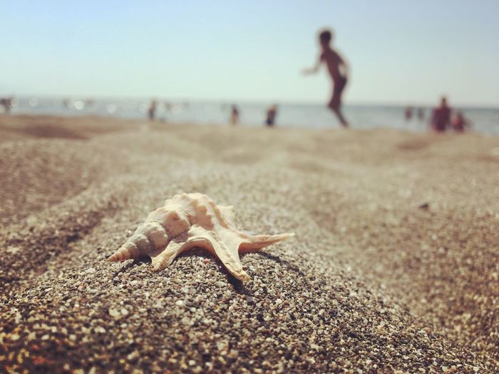 Close-up of seashell on sand with man walking in background