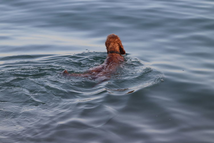 Dog swimming on the beach