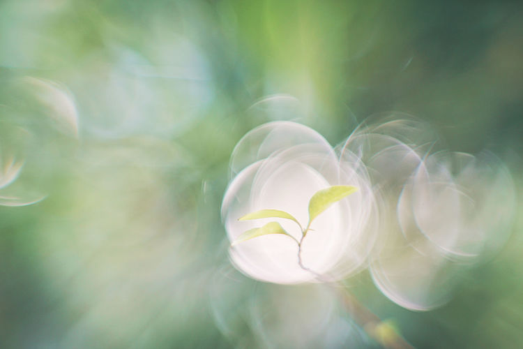 Close-up of white flowering plant