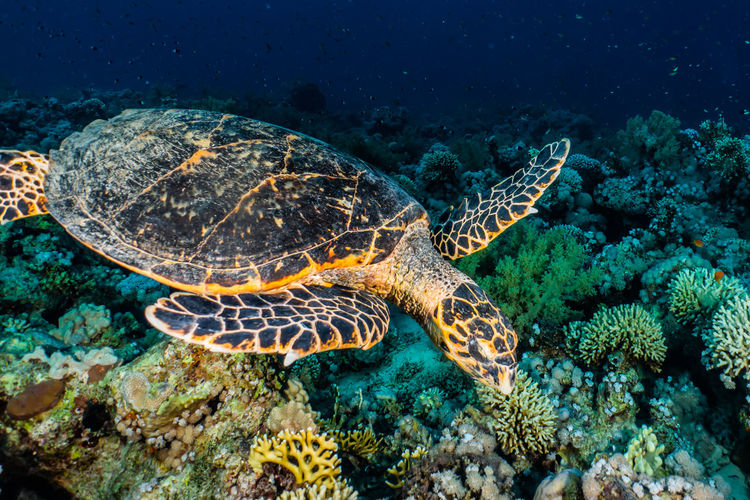 Hawksbill sea turtle in the red sea, dahab, blue lagoon sinai a.e