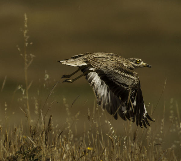 Close-up of eagle