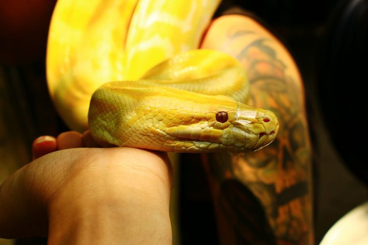 Close-up of snake on hand at zoo