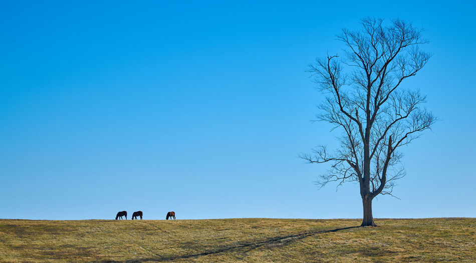 Three thoroughbred horses grazing on a hill against blue sky.