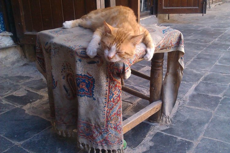 Midsection of ginger cat sleeping on table