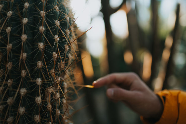 Close-up of hand holding cactus