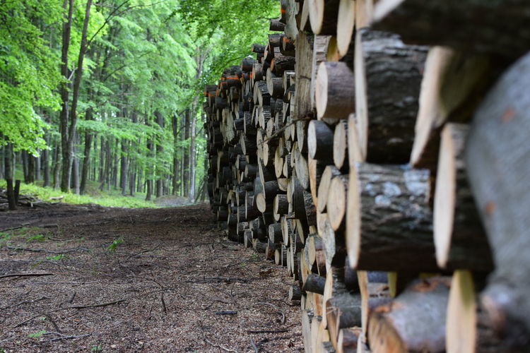 Stacked logs by trees in forest