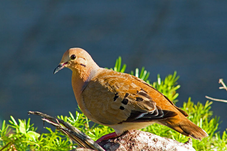 Close-up of a zenaida dove bird