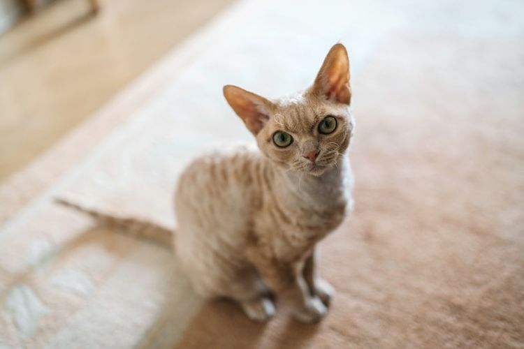 Portrait of cat sitting