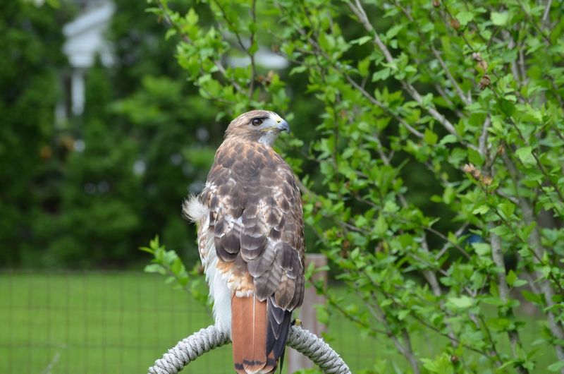 Rehabbed redtail hawk lazarus  