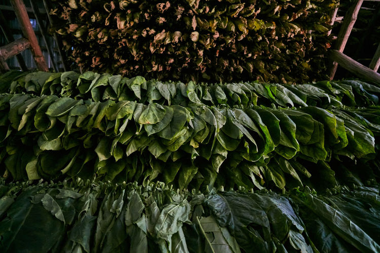 Close-up of plants in market