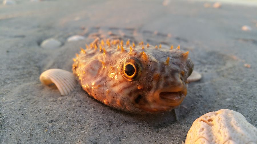 Close-up of puffer fish and seashells on beach