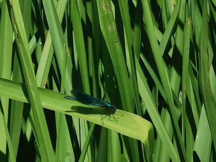 Close-up of insect on green grass