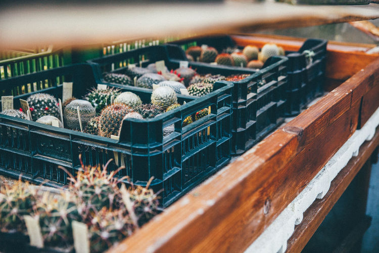 Cactuses growing in crates at greenhouse