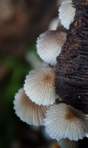 Close-up of mushroom growing on plant during winter