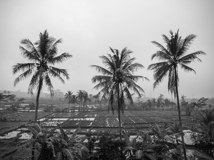 Farmland paddy field area with three coconut tree tropical view monochrome art landscape