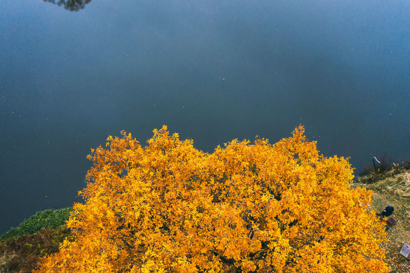 Large oak tree with yellow leaves by the river