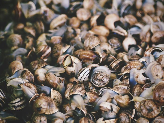 Full frame shot of snails