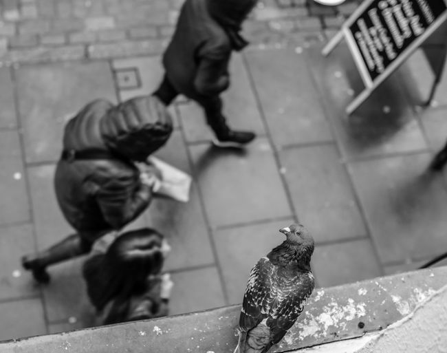 High angle view of pigeon over people walking on street