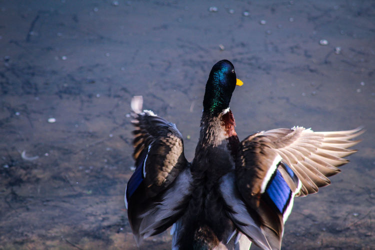 Close-up of malard duck preening 