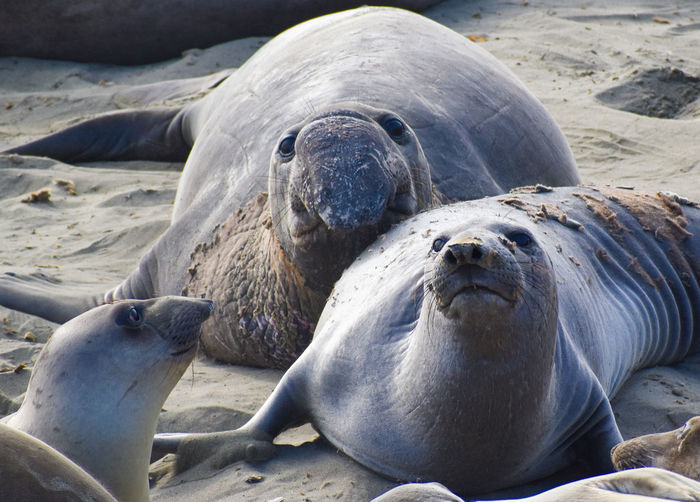 Elephant seal family epithet elephant seal bull, seal mother and seal pup in the wild on beach