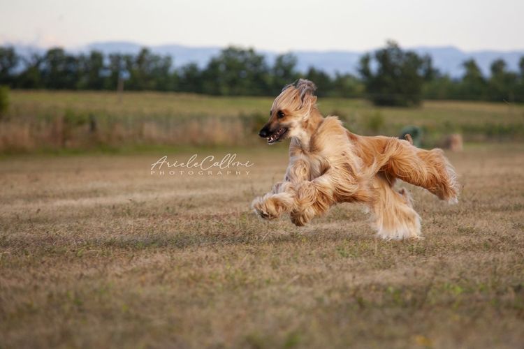 Brown dog running on field
