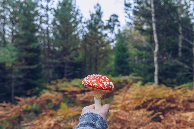 Cropped hand of person holding mushroom against trees