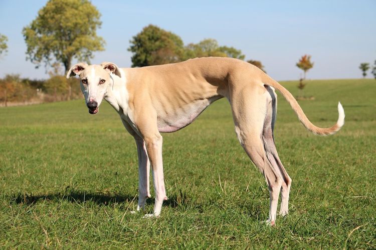 View of a dog standing on field