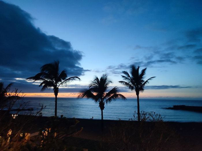 Palm trees on beach against sky at sunset