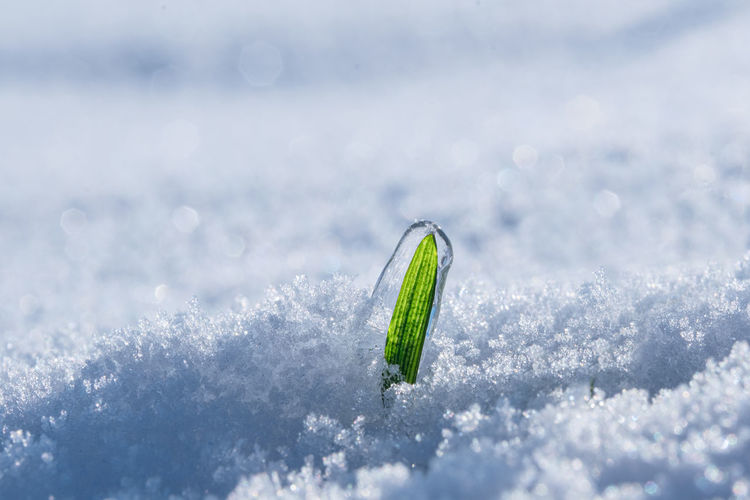 Green grass covered with ice