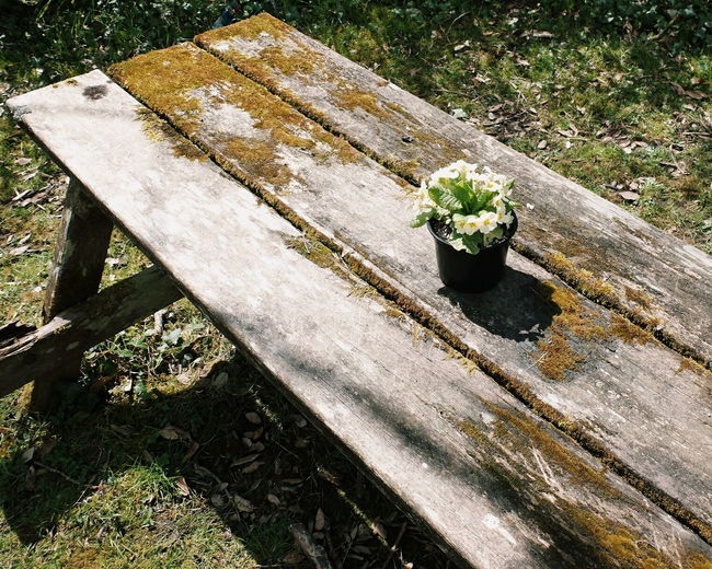 High angle view of flower pot on bench
