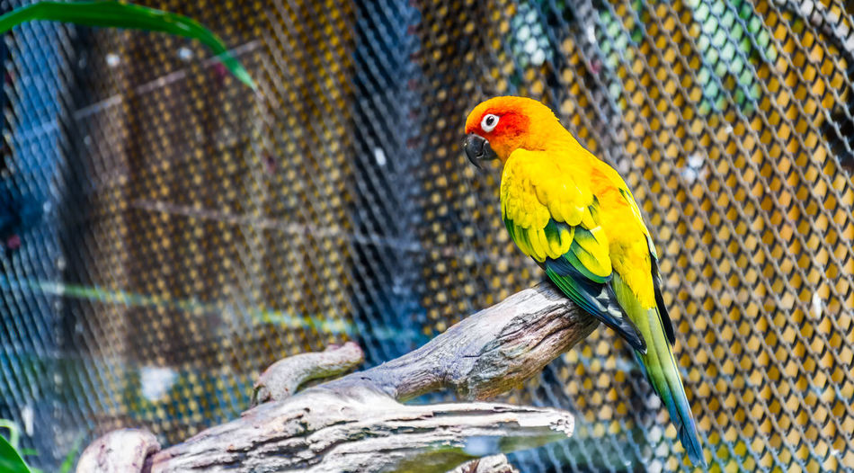 Close-up of parrot perching in cage