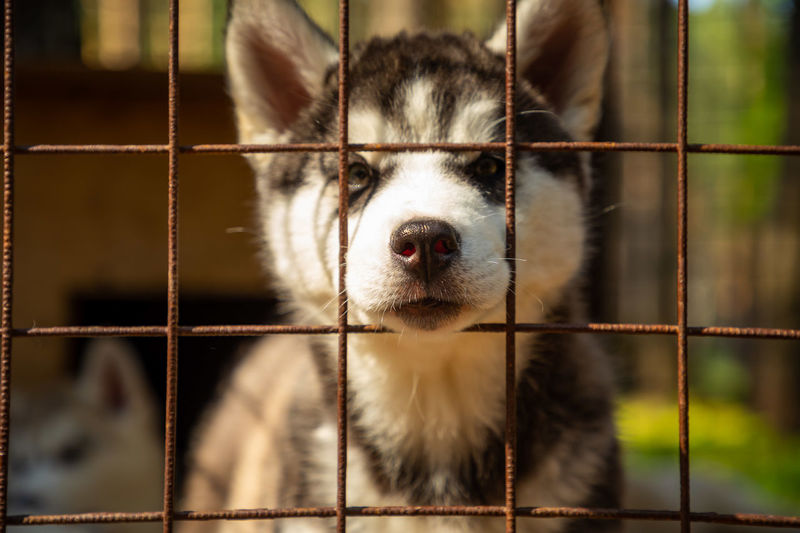Close-up portrait of a cat in cage