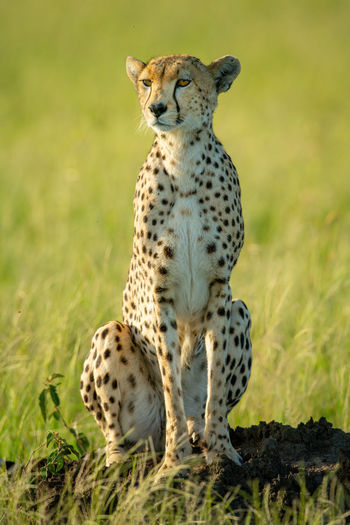 Cheetah sits on termite mound on grass