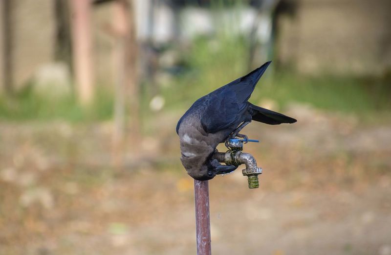 Close-up of bird drinking water on leakage tap