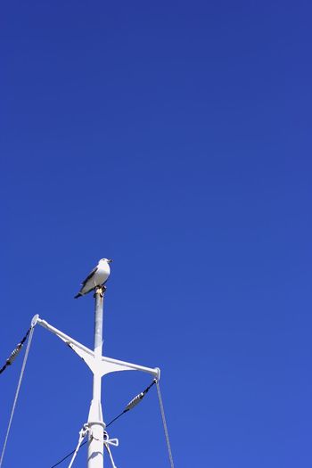 Low angle view of bird on windmill against clear blue sky