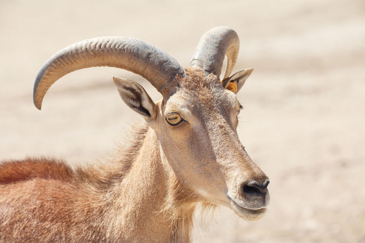 Portrait of barbary sheep on field