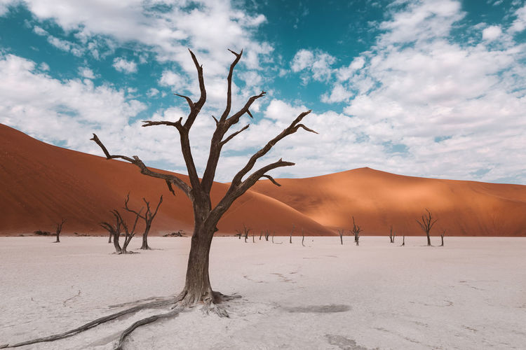 Skeleton trees in the namibian desert in africa