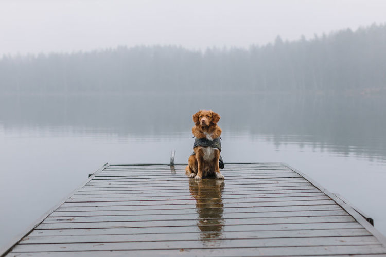 Adorable brown nova scotia duck tolling retriever with a cape sitting on pier on lake shore.