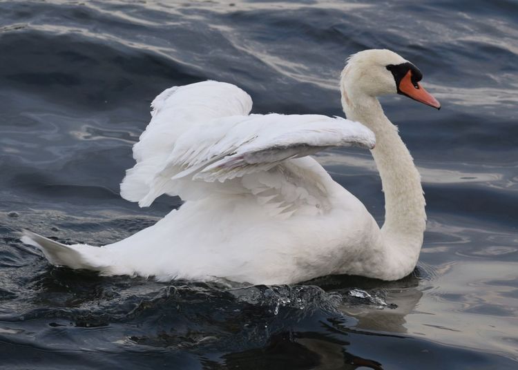 Swan swimming on lake ontario